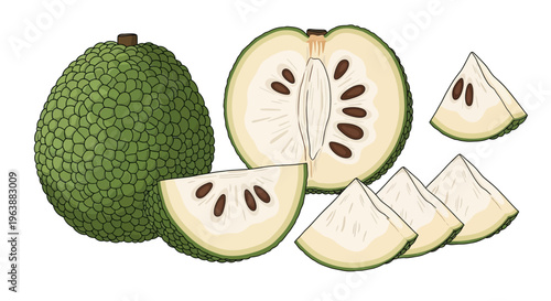 close up vector of breadfruit slices