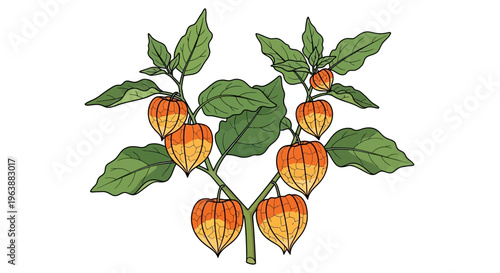 Physalis peruviana/angulata with antioxidants polyphenols, carotenoids and active compounds physalin which increases for immunity