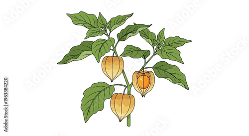 a sprig of ground cherry tree for herbal