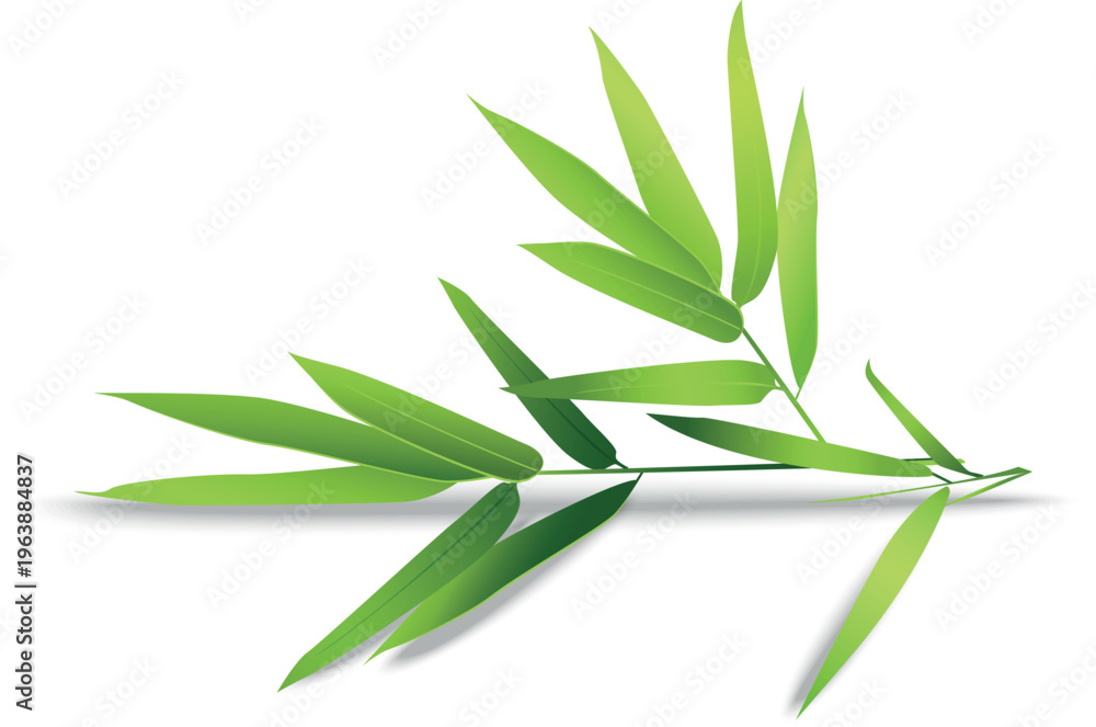 Fototapeta premium bamboo leaves isolated on white background