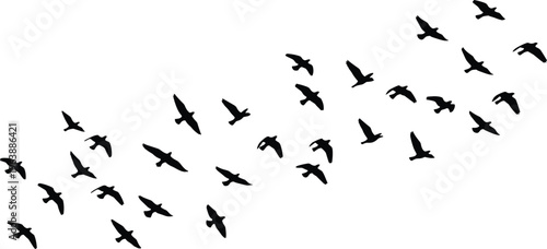 Bird flock silhouette, V-shaped flight formation, black flying birds, migration pattern vector, nature coordination design, wildlife motion, avian behavior art