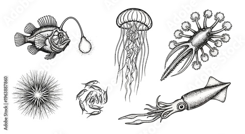 Set of Hand Drawn Deep Sea Marine Life Illustrations
