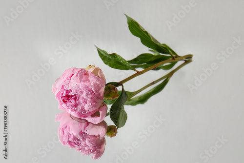 Beautiful pink peony flower with water drops on mirror as background