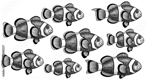 Hand Drawn Clownfish Illustration Set