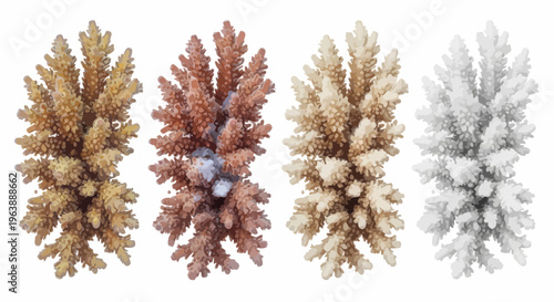 Coral Bleaching Stages Illustration Showing Reef Degradation