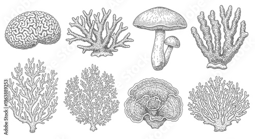 Hand Drawn Set of Marine Corals and Fungi Illustrations