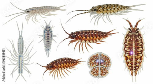 Set of Various Isopod Crustacean Species Illustrations