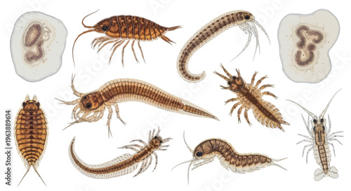 Set of Microscopic Aquatic Organisms and Planktonic Crustaceans