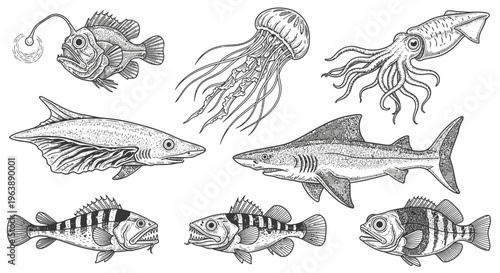 Set of Hand Drawn Marine Life Creatures and Fish Illustrations