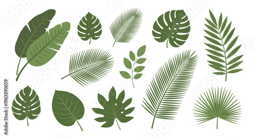 Collection of various green tropical leaves including monstera and palm fronds isolated on a clean white background.