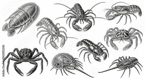 Vintage Illustration Set of Various Crustaceans and Marine Arthropods