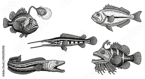 Set of Hand Drawn Deep Sea Fish Illustrations
