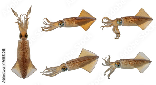 Set of isolated squids in various poses on white background