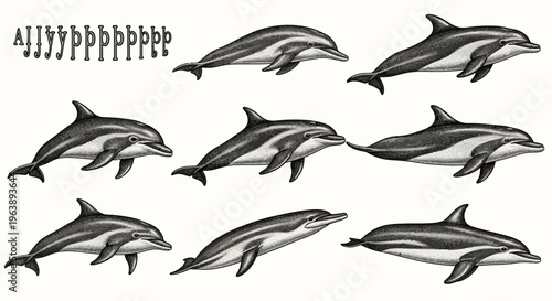 Vintage Engraving Style Dolphin Illustrations Set