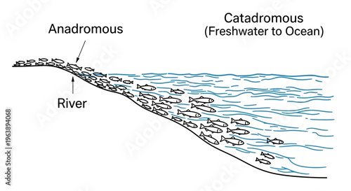 Educational Diagram of Fish Migration Patterns Anadromous and Catadromous