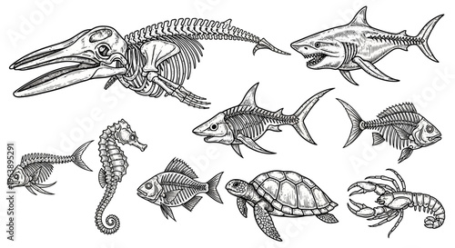 Set of Hand Drawn Marine Animal Skeletons and Sea Creatures