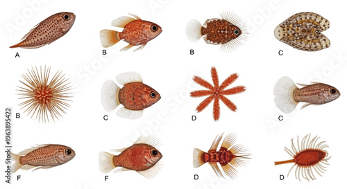 Marine Biology Specimen Collection of Diverse Fish and Invertebrates