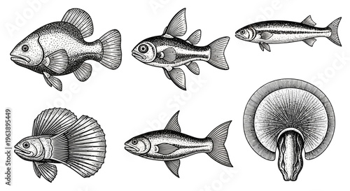 Hand Drawn Fish Collection Set