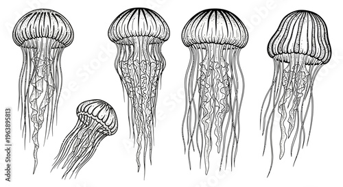Hand Drawn Jellyfish Set Collection