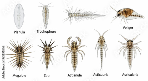 Marine Plankton Larvae Collection Scientific Illustration