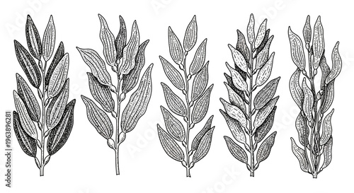 Set of Hand Drawn Botanical Leaf Branches