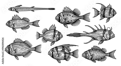 Set of Hand Drawn Fish Illustrations in Vintage Engraving Style