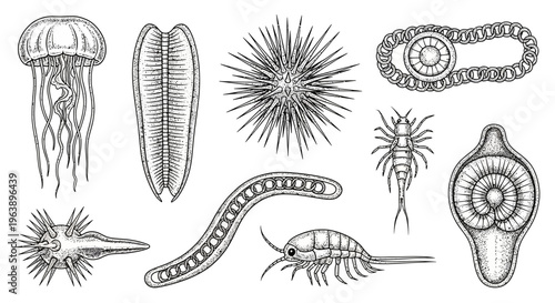 Set of Hand Drawn Marine Microorganisms and Plankton Illustrations