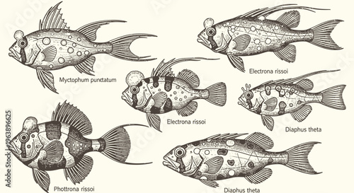 Vintage Scientific Illustration of Myctophidae Lanternfish Species
