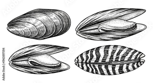 Hand Drawn Mussel Shells Set Illustration