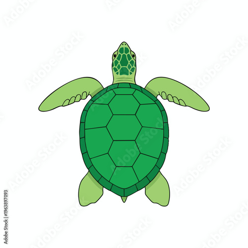 A green sea turtle viewed from above, with outstretched flippers against a white background
