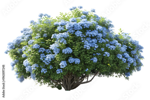 Beautiful blooming blue hydrangea flower bush with green leaves isolated on transparent background