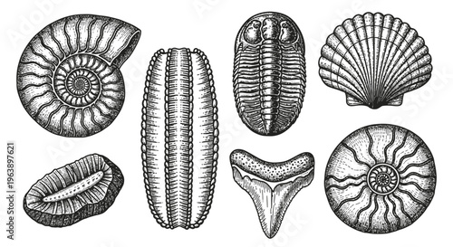 Set of Hand Drawn Fossil Illustrations