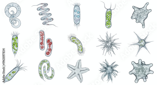 Set of Various Microscopic Organisms and Protozoa Illustrations