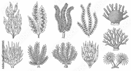 Hand Drawn Underwater Sea Life Collection