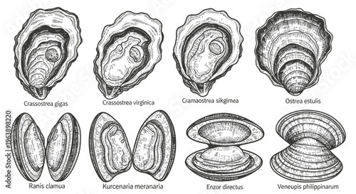 Hand Drawn Illustration of Various Edible Shellfish Species