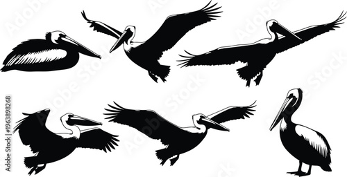 Collection of six pelican silhouettes in flight and resting positions, bird wildlife icons coastal nature illustration design