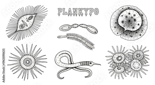 Hand Drawn Set of Microscopic Plankton Organisms