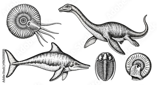 Set of Hand Drawn Prehistoric Marine Animals and Fossils