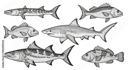 Set of Hand Drawn Fish Illustrations Including Shark and Barracuda