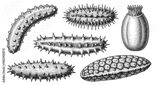 Vintage Hand Drawn Sea Cucumber Set