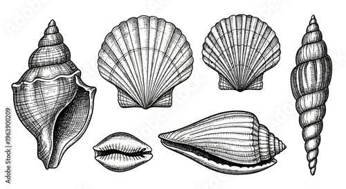Set of Hand Drawn Sea Shells Illustration