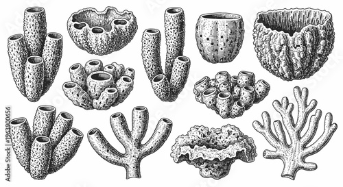 Set of Hand Drawn Sea Sponges and Corals Illustration