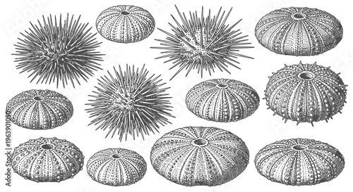 Vintage Illustration of Sea Urchins and Tests
