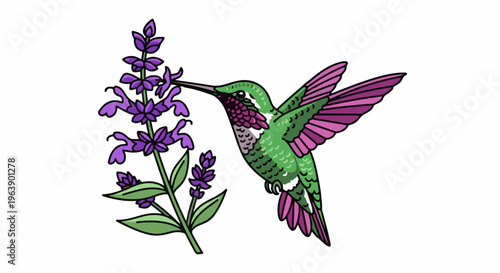 A hummingbird with green body and purple wings sips nectar from a purple flower