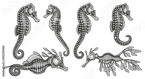 Set of Hand Drawn Seahorses and Leafy Seadragons