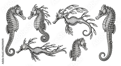Hand Drawn Seahorse and Leafy Seadragon Set Collection
