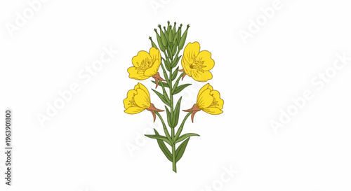A detailed illustration of a yellow evening primrose flower stalk with green leaves and buds