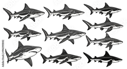 Set of Hand Drawn Shark Illustrations in Engraving Style