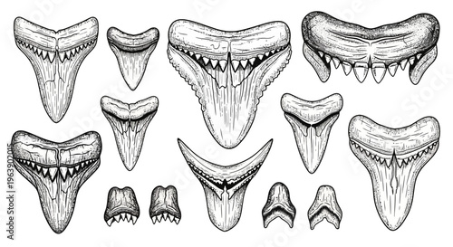 Hand Drawn Collection of Various Fossilized Shark Teeth