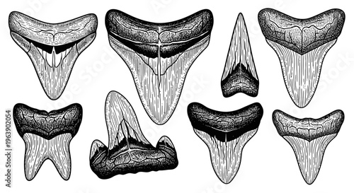 Set of Hand Drawn Shark Teeth Illustrations